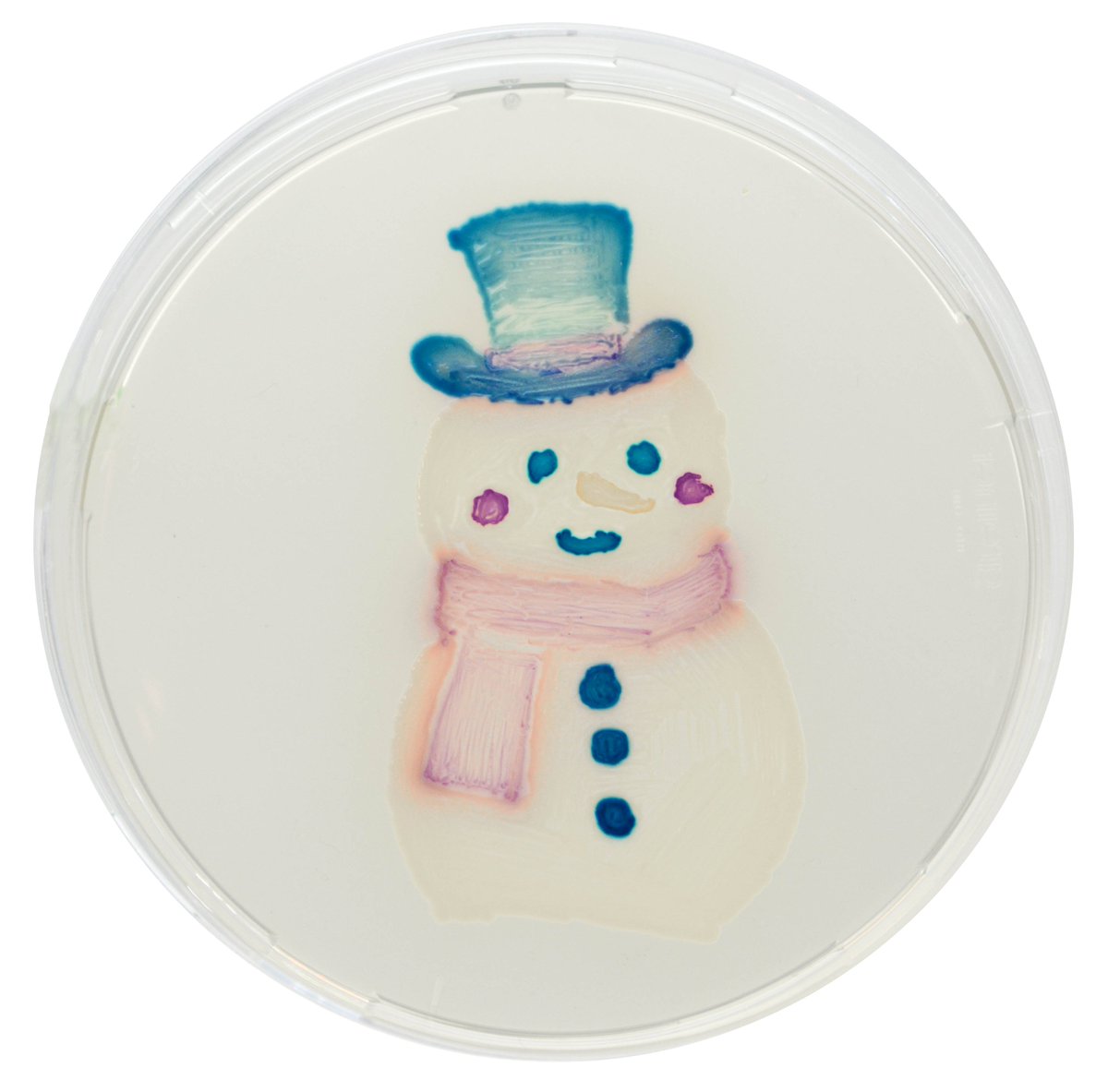 CHROMagar's tweet image. Christmas Agar Calendar 🎄🎁 D-6 
Let's celebrate Season Holidays with some agar art made by our team ! This little snowman ☃️ was made with our best-seller, CHROMagar Orientation 🧫

More on chromagar.com 
#culturemedia #chromogenictechnology #microbiology #agarart