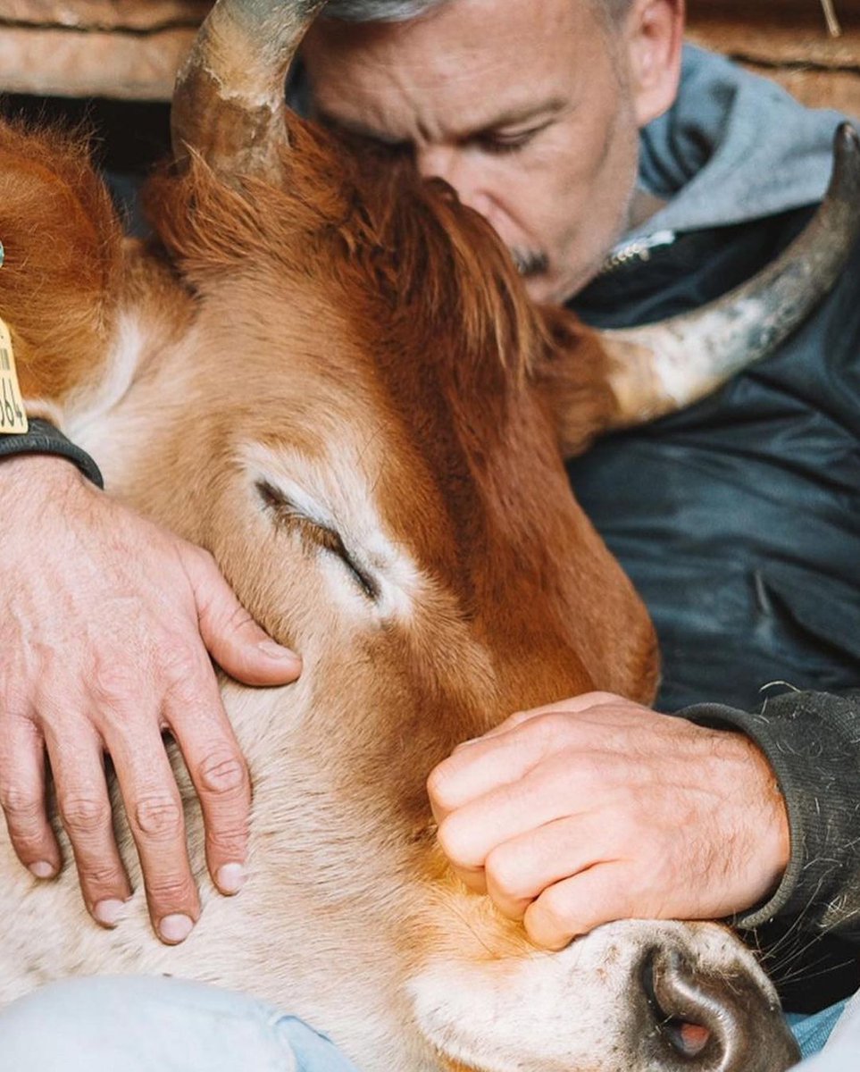 'Unconditional love. That is what I experience with these wonderful beings. When I watch the cows, I am very aware of the peace and goodness that comes from these beings for me and my life...' ❤️🐮
📷 by hey.tobi on IG of Moustache Farmer," Joar Berge
#cows #animalrescue #love