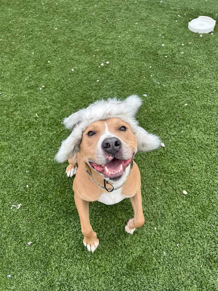 KarenSConniff's tweet photo. #Kavon #CLE #OH #ADOPT. #FOSTER Kavon is a very sweet, well-mannered, fun loving two year old guy! He listens well, loves people and belly rubs are his favorite.
With other dogs in playgroup, he's playful and social.
Email https://t.co/meXjJF3wcI. https://t.co/BREOHKtHmv
