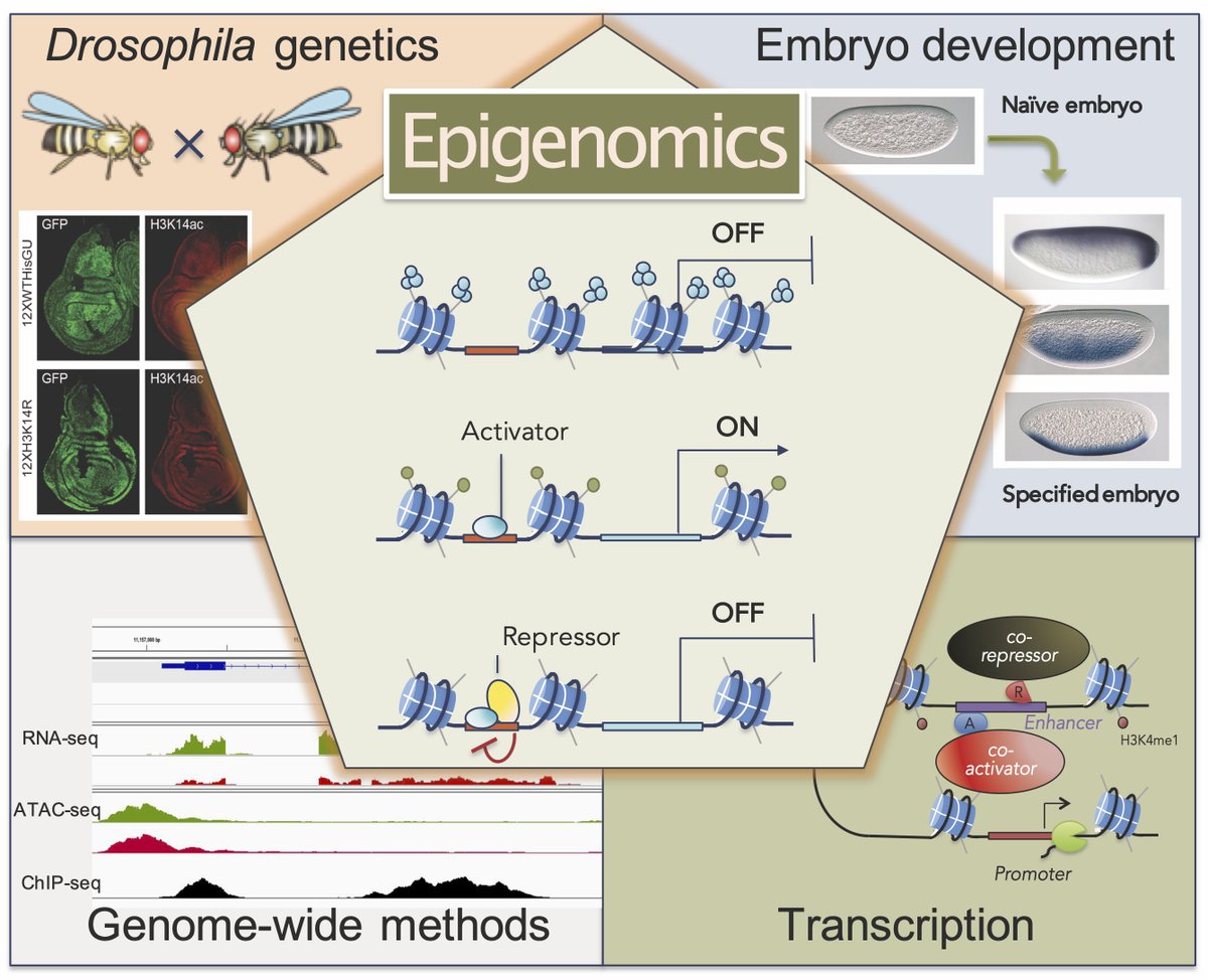 We are pleased to announce a postdoc position in the Mannervik lab at the Department of Molecular Biosciences, Stockholm University su.se/mbw/about-us/v… please RT!