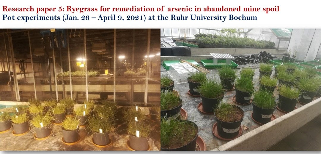 MensahKe's tweet photo. My PhD paper 5! #Ryegrass #phytoremediation #sustainablemining #pytomining #phdjourney https://t.co/IPlUAj92N4
