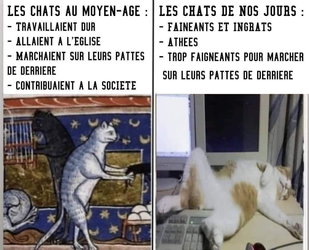 Le chat à travers l’Histoire.
#NousSachons