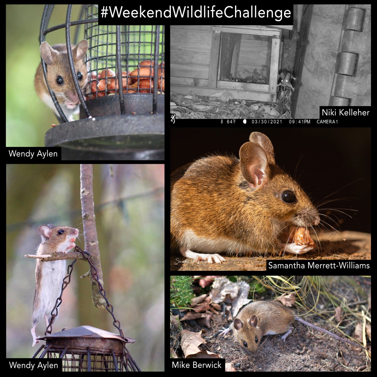 wildlifeaid's tweet photo. There were some superb images sent in for our recent #WeekendwildlifeChallenge!
Here is a selection of your entries. Thank you, as always, to everyone who took part! π https://t.co/ZDlHLhCHaj