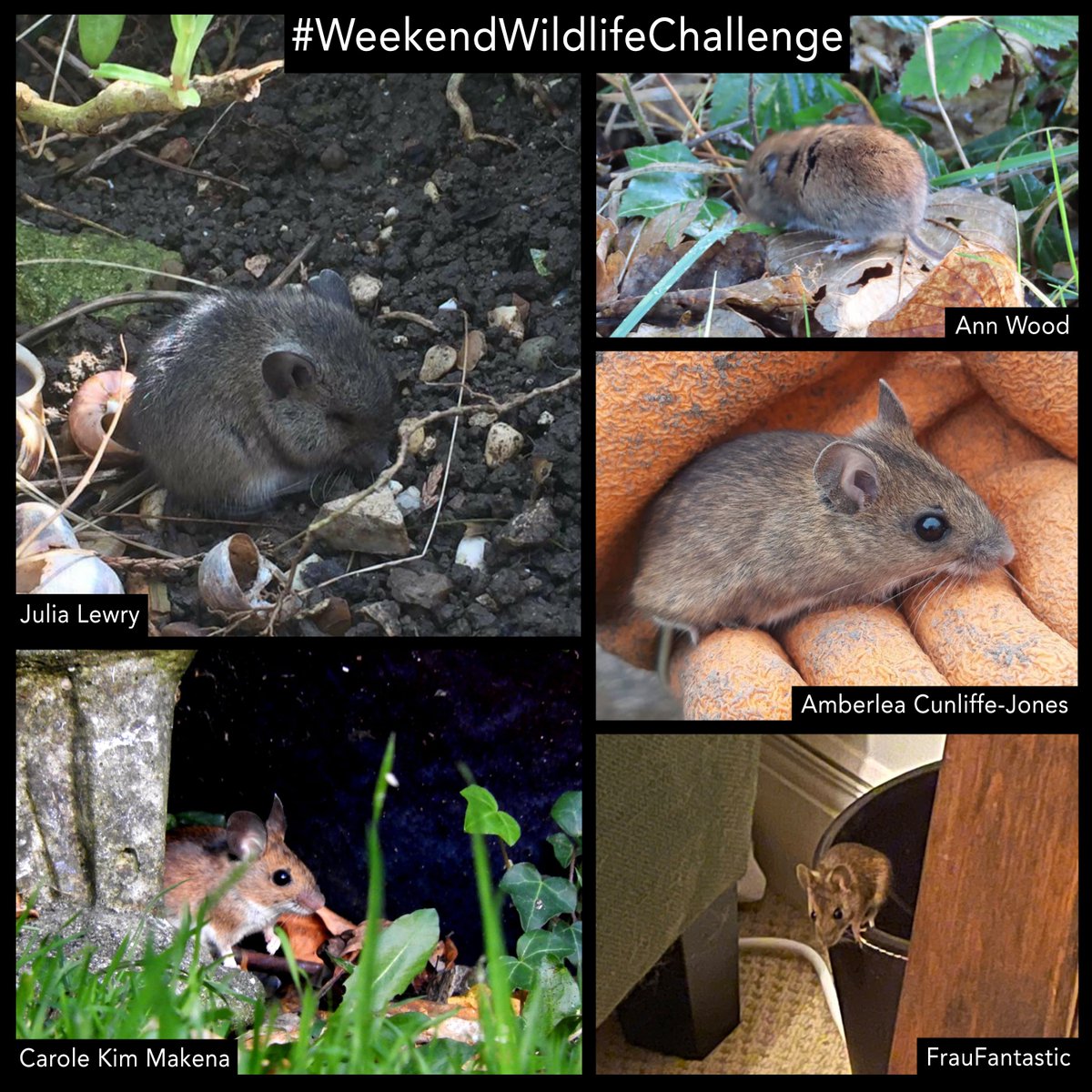 wildlifeaid's tweet photo. There were some superb images sent in for our recent #WeekendwildlifeChallenge!
Here is a selection of your entries. Thank you, as always, to everyone who took part! π https://t.co/ZDlHLhCHaj