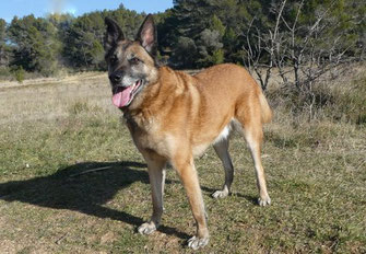 Mainville3Marie's tweet photo. ARKA Malinois 2014 Adopté au refuge il y a 7 ans ses propriétaires se séparent et l'abandonnent pour Noël ! Traumatisé il refuse de rentrer dans son box et reste couché dans le froid (espérant leur retour!) Il mérite des personnes responsables. SPA LES BAUX DE PROVENCE (13) https://t.co/dOtBktzWmv