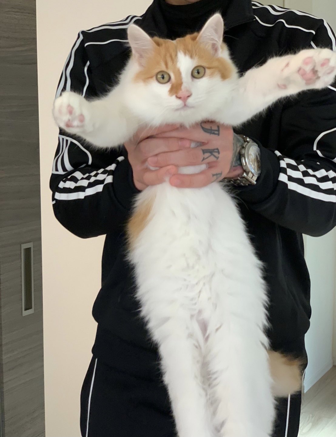 猫先輩 吾輩は猫ニートである。 on X: 