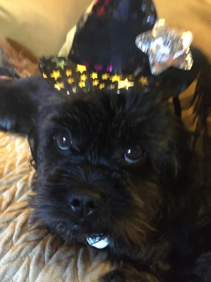 JohnDaffern2's tweet photo. Missing dog Sidcup Hill. The owner is our elderly neighbour and she is beside  herself. Please share and keep an eye out for him. He is a nervous dog, last seen Middleton Avenue early Friday morning - (Copied) - #Kent #DA14
https://t.co/95C7AP8uOh https://t.co/HAJSoE9eHI