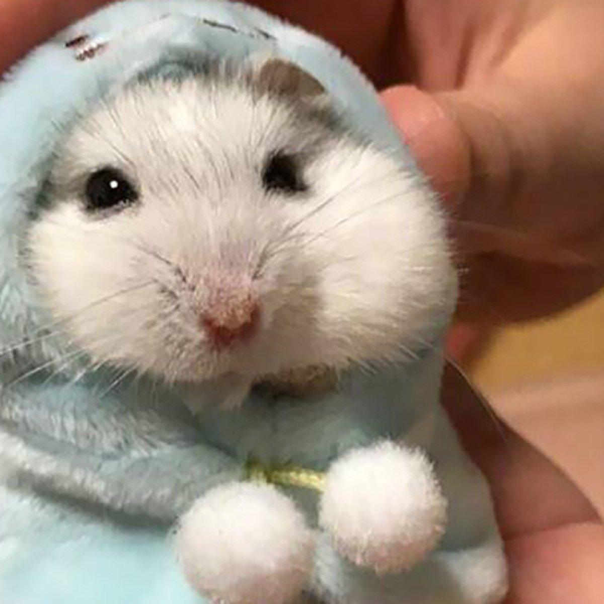 Хомяк джунгарский арт