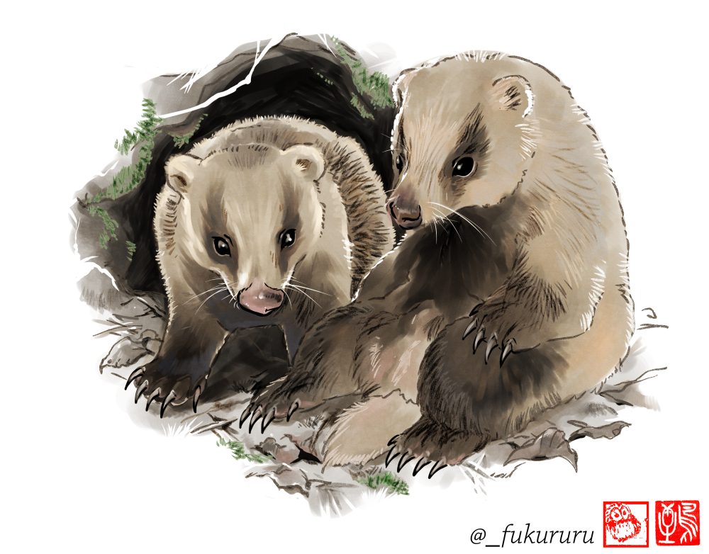ご近所さんのアナグマくんʕ•ᴥ•ʔ
でも誰もこの近所の森にニホンアナグマが生息している事を知らない…
その無関心さが悲しい…なんてことはなく、人間が気づかず触れ合う事なく、普通に野生生物が暮らしてる今の環境って最高なのでは!と思ってます。
ただ真夜中の徘徊音まあまあホラー👻