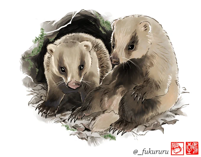 ご近所さんのアナグマくんʕ•ᴥ•ʔ
でも誰もこの近所の森にニホンアナグマが生息している事を知らない…

その無関心さが悲しい…なんてことはなく、人間が気づかず触れ合う事なく、普通に野生生物が暮らしてる今の環境って最高なのでは!と思ってます。
ただ真夜中の徘徊音まあまあホラー👻 