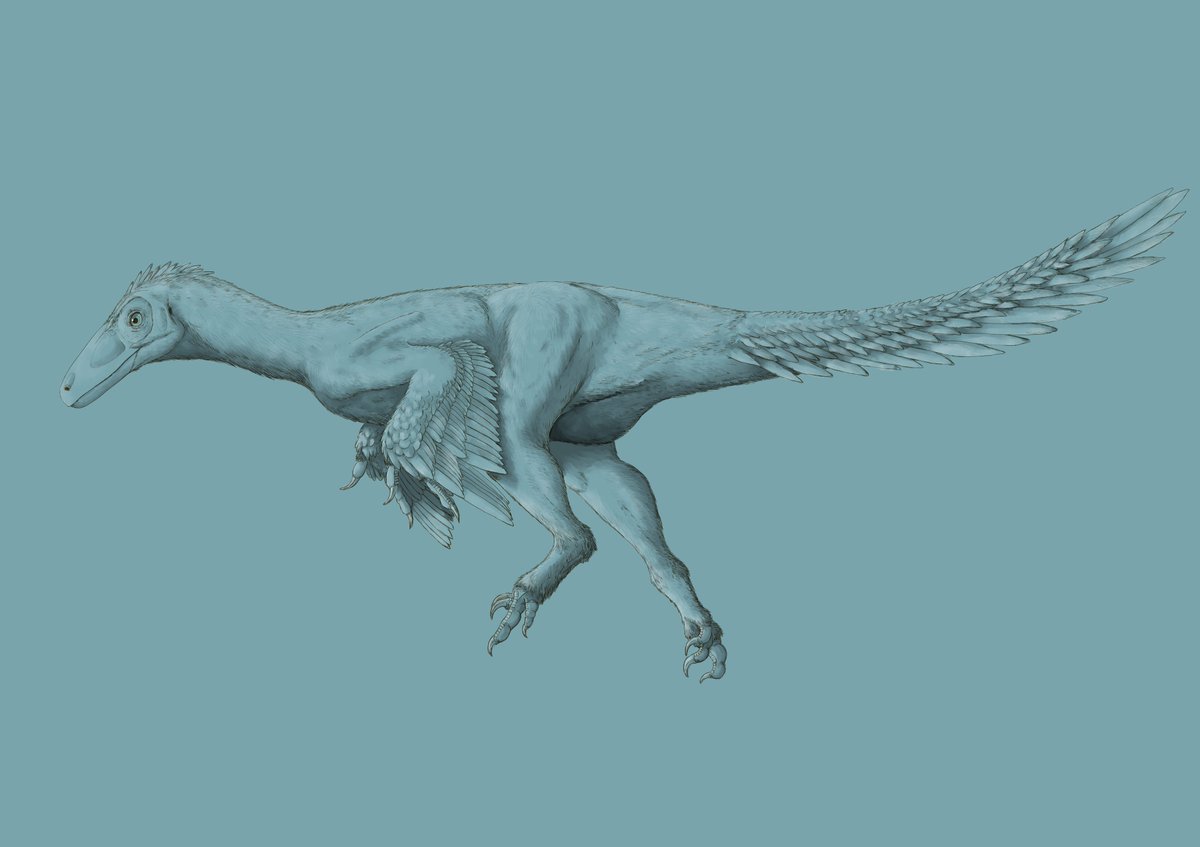 kta92751434's tweet photo. #独断と偏見で選ぶ各国代表
ルーマニア編
#Bradycneme #ブラディクネメ
#Telmatosaurus #テルマトサウルス
#Balaur #バラウル

ルーマニアの恐竜は個性的な子がいるね https://t.co/SrxLbvqz1O