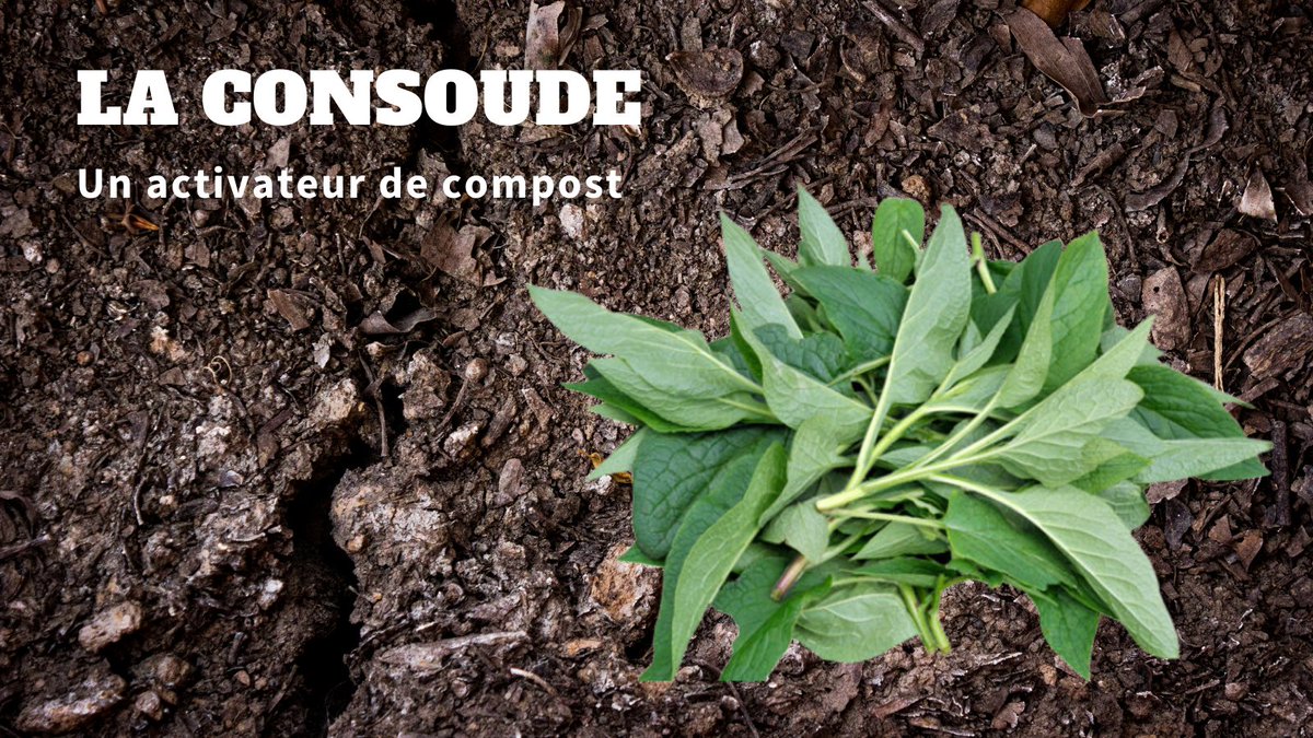 fandeconsoude's tweet photo. La consoude activateur de compost 🧑🌾
https://t.co/d81xfeZWmJ
#jardin #potager #consoude #plantation https://t.co/PcaKZk5m14
