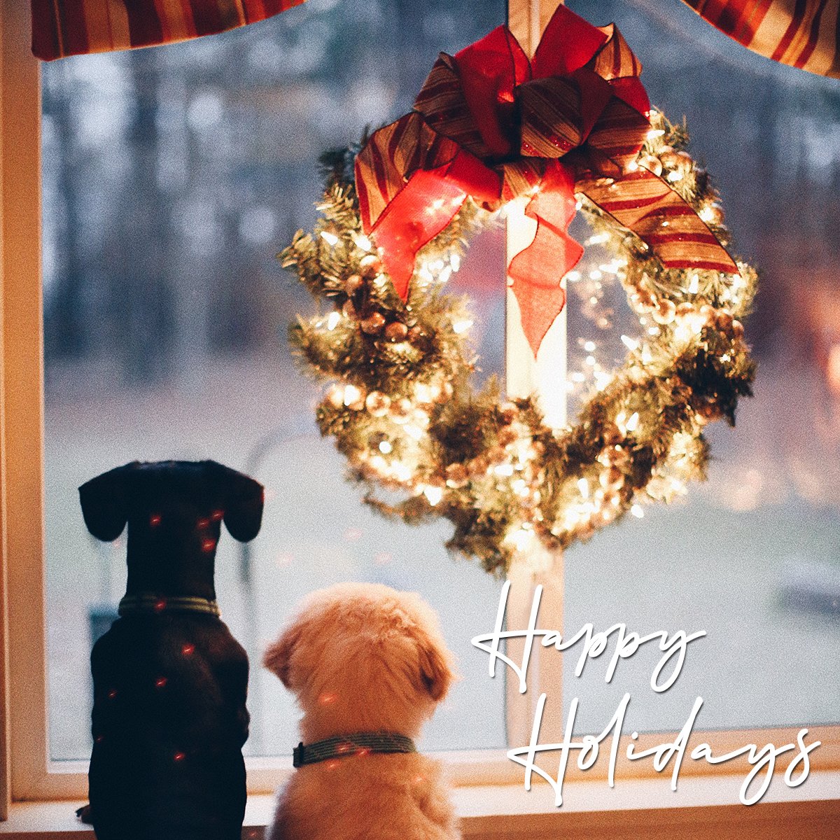 carolinapetco's tweet photo. We wanted to wish you &amp; your family a happy &amp; healthy #NewYear! Happy Howl-idays from all of your friends at Carolina Pet Company!!

NOTE: our office &amp; factory will be CLOSED 12/24 - 1/2 so that our employees can enjoy the holidays with their families.

#happyholidays https://t.co/J2O5irILGn