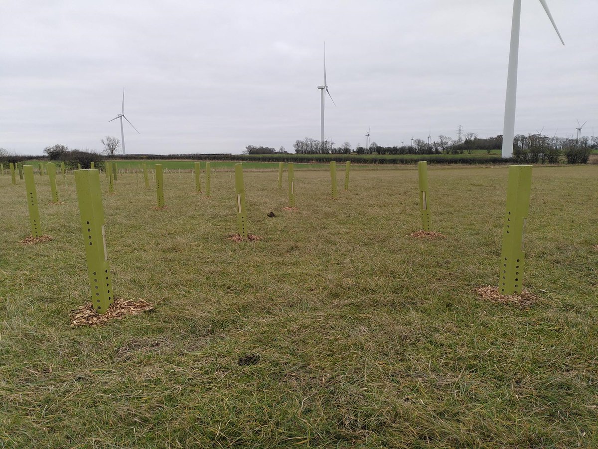 NewtPartnership's tweet photo. This week we’ve planted hedges &amp; tree copses in Northants &amp; Beds to improve connectivity &amp; cover for #GCN &amp; other wildlife. We’re using biodegradeable guards to minimise our environmental footprint &amp; the hedgerow has 13 British tree &amp; shrub species to maximise ecological benefit! https://t.co/fUR2z86Psq