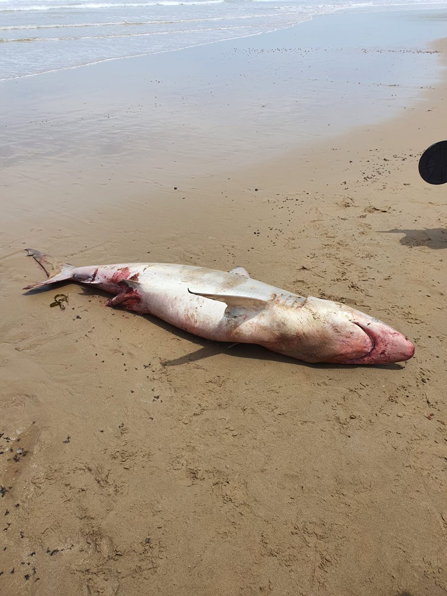 Desiree_Laverne's tweet photo. You fkn poeste @Shell ... 
Beachamwood, WildCoast... Do You cnuts at @shell @MYANC @PresidencyZA need more fukn evidence of the destruction @shell and seismic blasting is causing on the Wild Coast???
#ToHellWithShell
#savethewildcoast 
#BoycottShell https://t.co/wVUxq9aGrC
