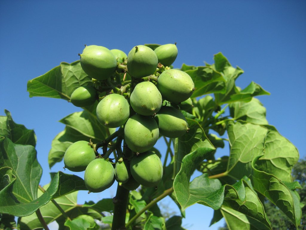 ClimateWed's tweet photo. Jatropha Curcas, also known as the physic nut, is a plant that can be used to make #biofuel. This plant could immensely help the #greenification of #Nigeria’s economy! #ICCDI #Fuel #environment https://t.co/qfD1IonlNs