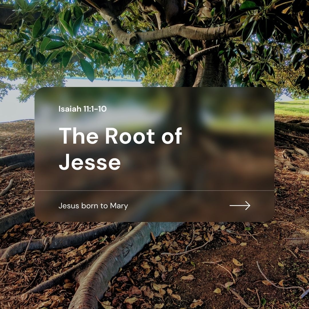 HolyCross_SC's tweet image. ⁠Through the line of Jesse and his mother Mary comes Jesus. He is the long expected Savior. 

Make sure to listen to our sermons from yesterday if you missed it at HOLYCROSS.NET/SERMONS or wherever you get your podcasts!⁠