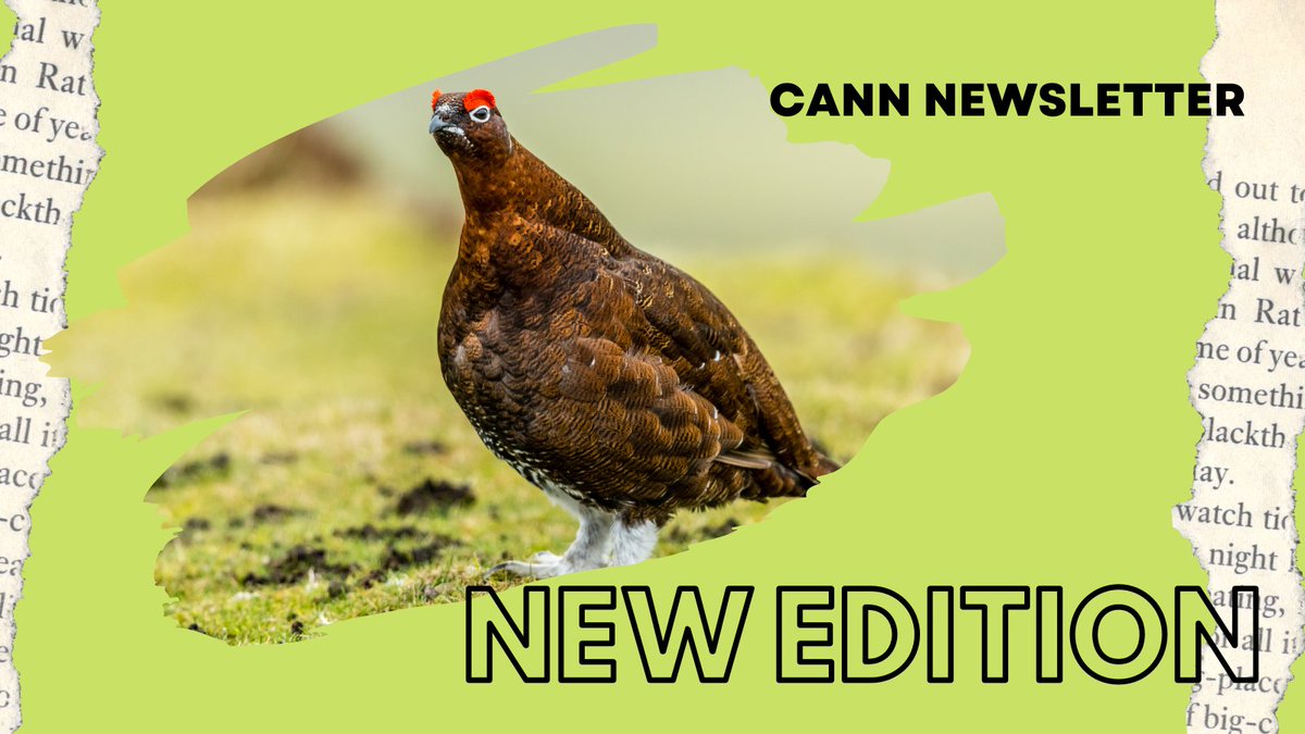 Hot off the press - The latest edition of the CANN newsletter is out! Find out what we've been up to recently: Politicians' visits, using local materials in bog restoration, scrub control and innovative mapping techniques and much more! We've been busy! 👉bit.ly/33K5w4u