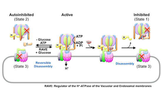 embojournal's tweet photo. #CryoEM of #nanodisc-reconstituted V-ATPase by Soung-Hun Roh @SNUnow Stephan Wilkens @InnovateUpstate and coworkers β shows Oxr1-induced #VATPase regulation by disassembly independent of ATP hydrolysis
https://t.co/J7aLFC3pEQ https://t.co/7ZyZNja0RS