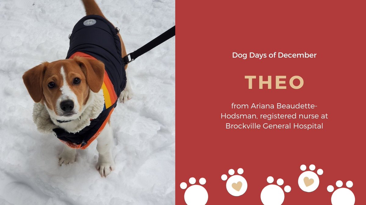 SEAMOKingston's tweet photo. #SEAMODogDaysofDecember Say hello to Theo! This snow pup belongs to Ariana Beaudette-Hodsman, a registered nurse at Brockville General Hospital #dogs #dogsofTwitter #pups https://t.co/FQwBWKm8jo