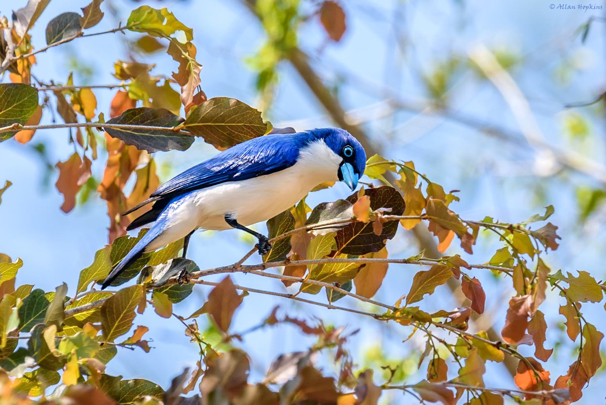 IleMadagascar's tweet photo. Madagascar has an exceptional avifauna. Every year, many tourists come to observe its endemic birds. #MyMadagascar  #reopen #madagascar #tourisme 

📸 Allan Hopkins
📸 Richard https://t.co/hGxcZbkvFO