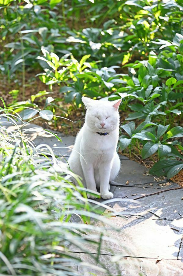 rurubuandmore's tweet photo. 【もふもふの猫スタッフがお出迎え！】
千葉・君津市にある「ドリプレ・ローズガーデン」は、カフェやイギリス雑貨を扱うショップが併設された英国風庭園。オーナー夫妻が大切に育てているバラが庭園を彩るなか、注目を集めているのはここで暮らしている猫たちなんです。
https://t.co/eSaaEVwqw7 https://t.co/dfSXlDCByt