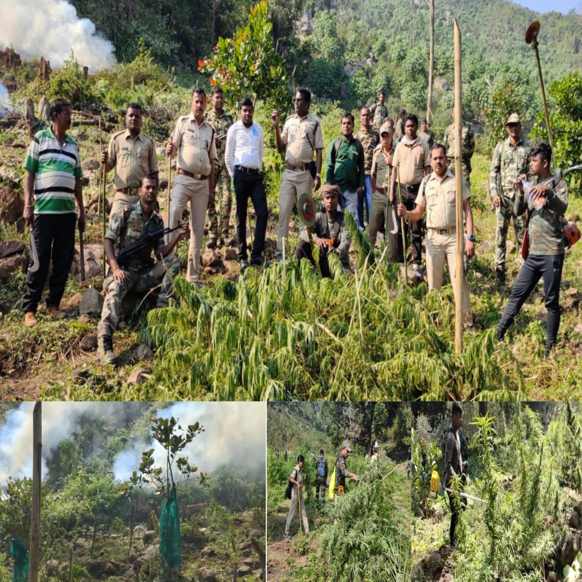 spgajapati's tweet photo. #GajapatiDistrictPolice conducted #hempplantdestruction #jointraid near village Naudipadar, Angur GP under R.udayagiri PS. Total 2,13,680 #hempplants spread over 106.84 #acres worth Rs 21 crore 36 lakh 80 thousand have been #destroyed @DGPOdisha @igpsr @odisha_police @MoSarkar5T https://t.co/OzO1vHz915