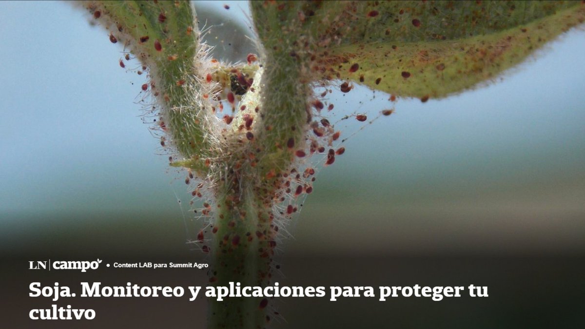 👉 Te compartimos un nuevo Content Lab de <a href="/LANACION/">LA NACION</a>.
🌱 Esta vez, sobre todo lo que tenes que saber para la sanidad en los cultivos de soja. 
🖱 Lee la nota completa en el siguiente link: bit.ly/3qfkqXS