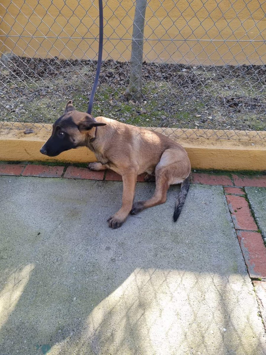 🔴🔴⚠️⚠️ AYUDA URGENTE DELAGOS 🔴🔴⚠️⚠️
GRANADA.
ACABA DE ENTRAR EN LA PERRERA. HEMBRA MALINOIS DE 5 MESES DE EDAD.
PRESENTA PROBLEMAS EN TRES DE SUS PATAS.
POR FAVOR!!
LO SUPLICO!!
QUE NO PASE LA NOCHE ALLÍ.
POR FAVOR!! QUE TENGO AHORA EN CASA 11! 😢
657620055
😢 🆘 📢 📢 📢 📢