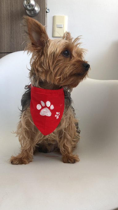 La magia de la t&iacute;a @ChaconSoraca La bandana de Navidad para Brownie 😍 https://t.co/O6f749ohjH<a class="tags" target="_blank" title="On Twitter" href="/?out=eyJ0eXAiOiJKV1QiLCJhbGciOiJIUzUxMiJ9.eyJpYXQiOjE3MjQ3NzI4MjYsImlzcyI6InR3cG9ybnN0YXJzLmNvbSIsIm5iZiI6MTcyNDc3MjgyNiwiZXhwIjoxNzU2MzA4ODI2LCJyZWRpcmVjdF91cmwiOiJodHRwczovL3R3aXR0ZXIuY29tL0NoYWNvblNvcmFjYSJ9.4PCW33vZpJD9isSsHyMT311Z1fep8L6D5dXn75WaZElCt3rxLSlAnnY607fughIKerTe6iFGIGC0GbKbnZ4PVA">@ChaconSoraca</a><a href="/tag/onlyfans"class="tags"><span>#onlyfans</span></a><a href="/tag/onlyfanslatina"class="tags"><span>#onlyfanslatina</span></a><a href="/tag/onlyfansleakedvideo"class="tags"><span>#onlyfansleakedvideo</span></a>