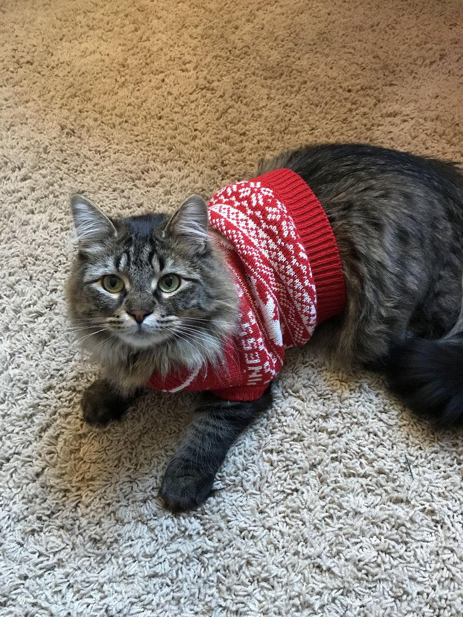 NHSCats's tweet photo. Your #FeatureMyCat Holiday Edition finalists are here! Who should be our next profile pic - Captain America, Cleocatra, Echo, or Murphy? Vote in the poll below! 🐈 https://t.co/EJzMWTy3u3