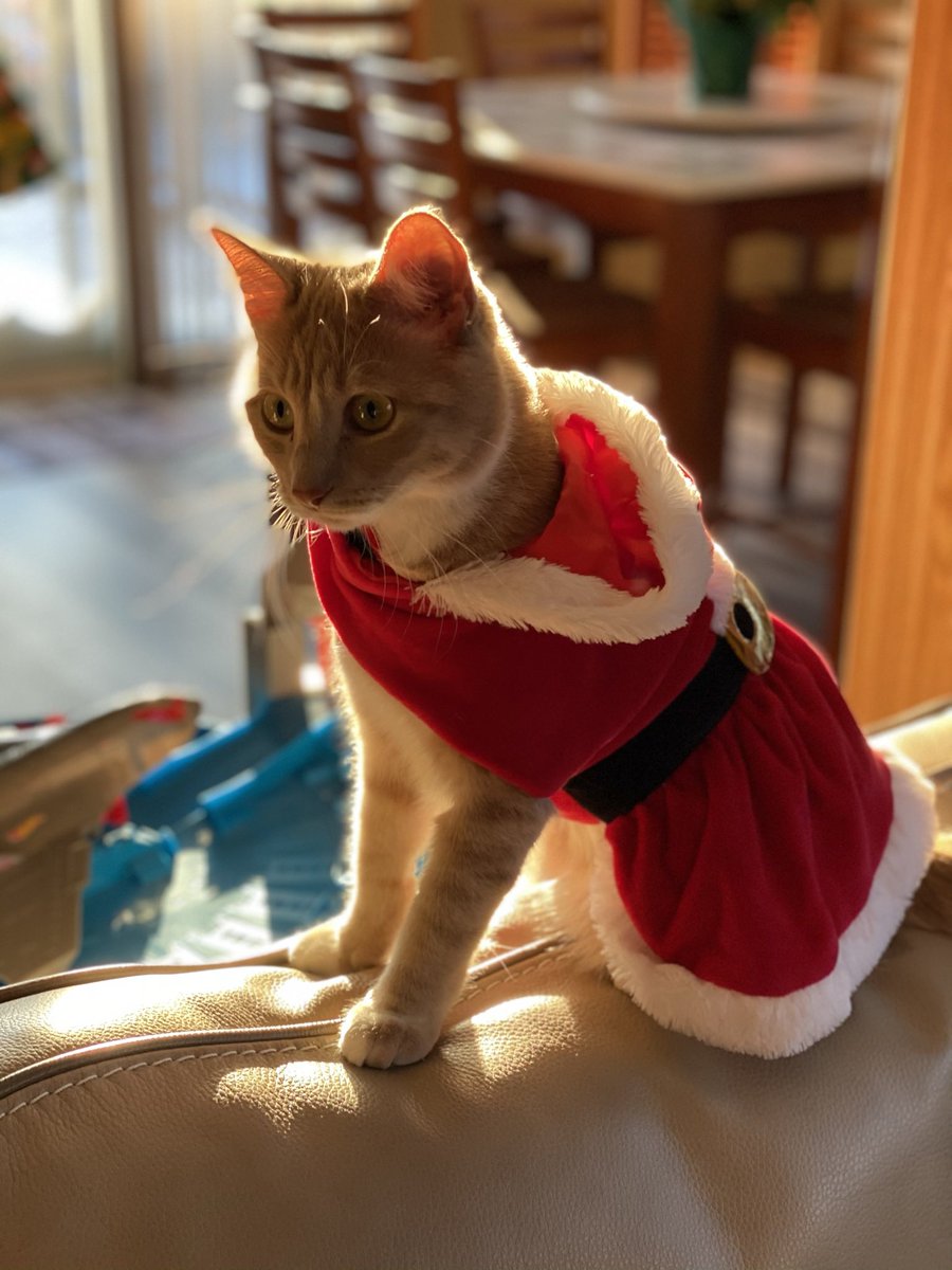 NHSCats's tweet photo. Your #FeatureMyCat Holiday Edition finalists are here! Who should be our next profile pic - Captain America, Cleocatra, Echo, or Murphy? Vote in the poll below! 🐈 https://t.co/EJzMWTy3u3