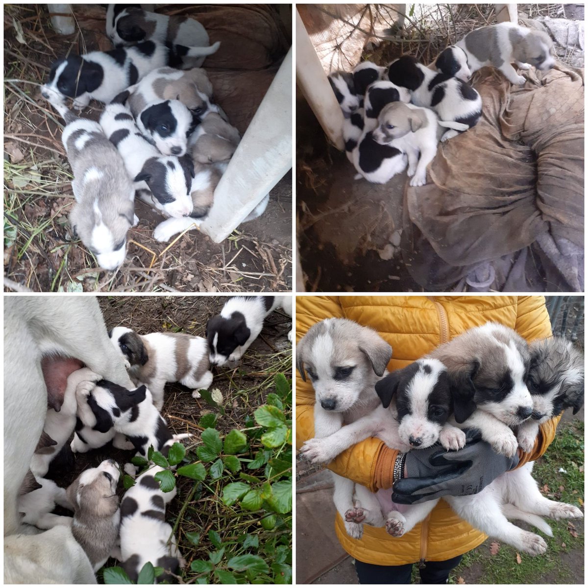 URGENTISSIMO SONO AL FREDDO HANNO BISOGNO DI UNO STALLO.   info Patrizia 
3246334182