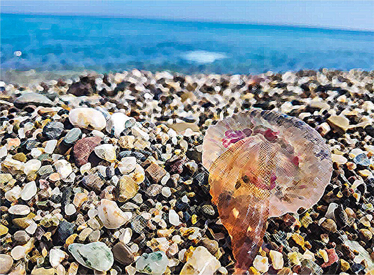 chikhi001's tweet photo. Fearless Sunbathing Jellyfish https://t.co/8PbJsWjUhA