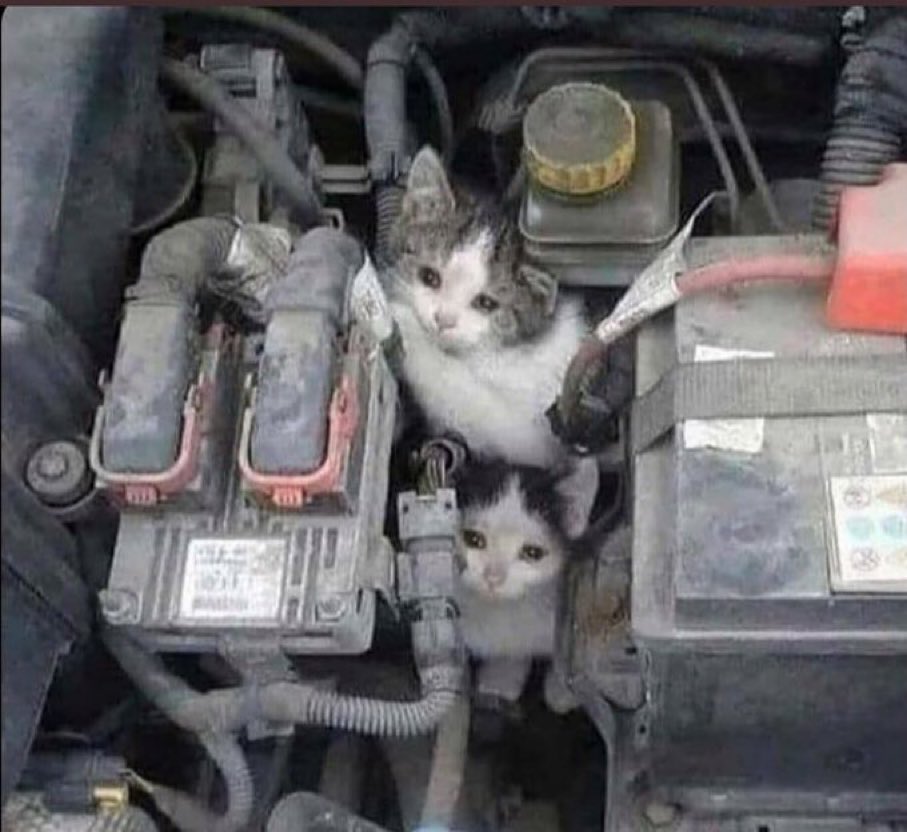 Motoru Çalıştırmadan önce bakmak lazım kediler SOĞUKDA sığınacak yer arıyor