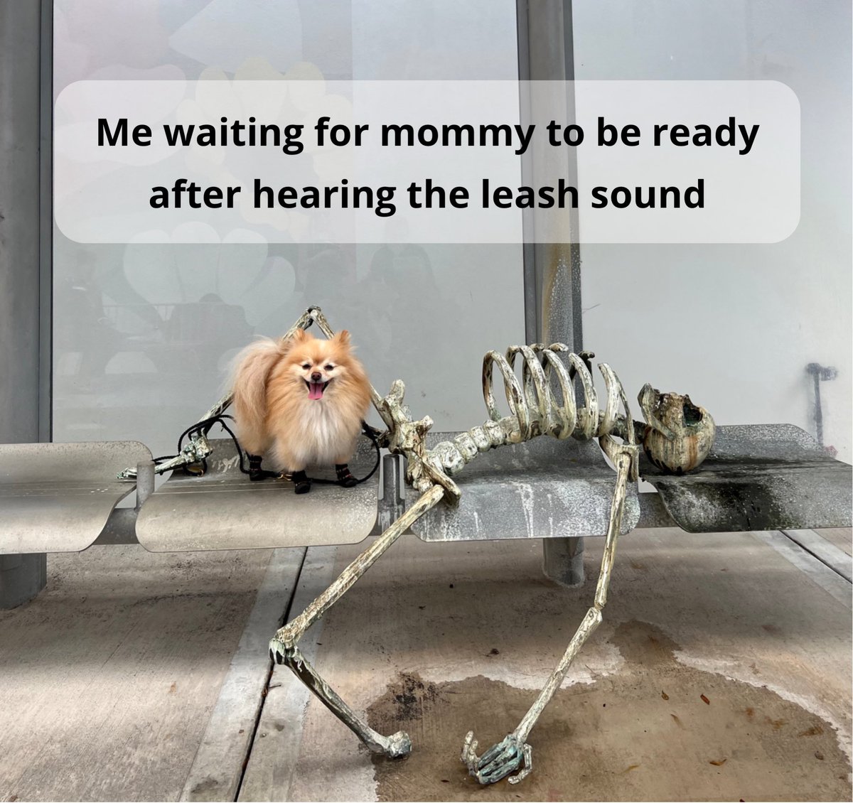 LiliInTheCity's tweet photo. Waiting for my morning walk be like… 🙄🤦🏼‍♀️ https://t.co/UVKuJZoXdr