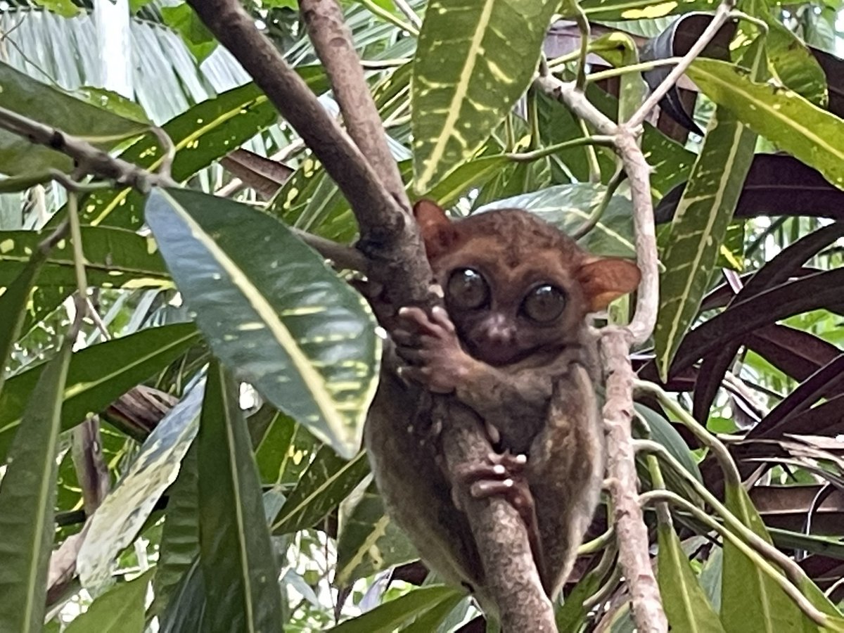 gmanews's tweet photo. @_iancruz Pinsala rin ang inabot ng Bohol Tarsier Conservation Area. Matapos ang bagyo, dalawa na lamang sa 150 na tarsiers ang nagpapakita. | via @_iancruz 

https://t.co/VVcl3HOijr