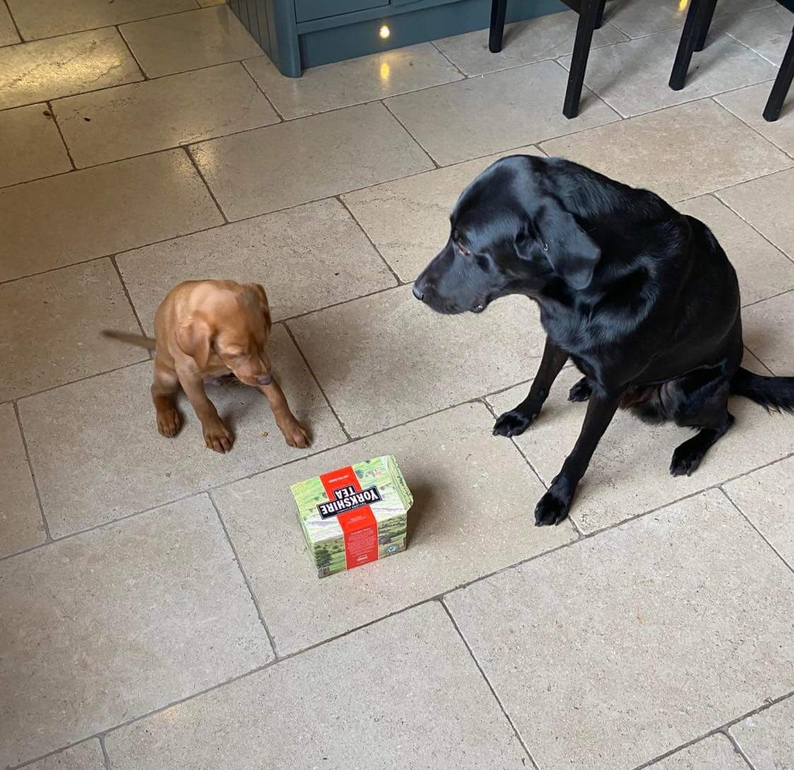 Aviation_Stu's tweet photo. #Pupdate Ok Dave, whilst you figure out how we are going to wrap & hide the present for our 'Hooman'
I'm going to go put the kettle on
@YorkshireTea #FoxRedLabs
However, if you have a better caption for the picture, we would love to hear them #MerryXmas share and retweet https://t.co/1x4k7bqkVm