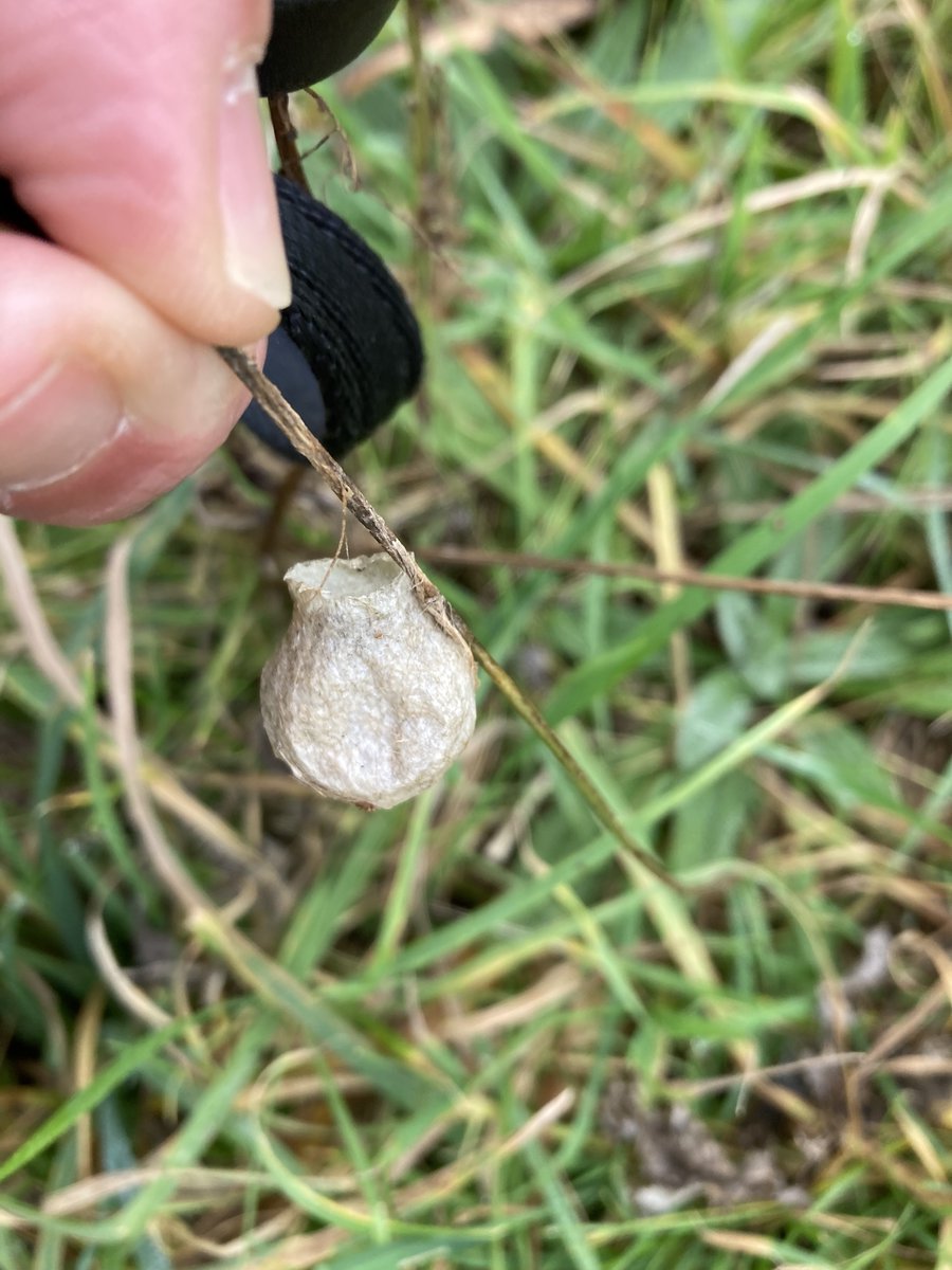 Kevin_Atkins's tweet photo. @DWTWeyPort Any ideas as to what species made this #insect nest I found attached to grass in Poundbury? I thought perhaps a wasp, but it's unlike other nests I've found. 🤔 #insects #nature https://t.co/SJkK031w5T
