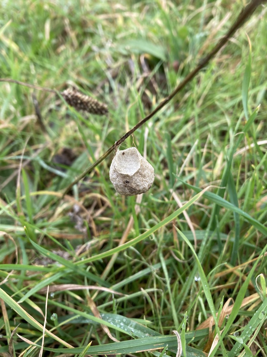 Kevin_Atkins's tweet photo. @DWTWeyPort Any ideas as to what species made this #insect nest I found attached to grass in Poundbury? I thought perhaps a wasp, but it's unlike other nests I've found. 🤔 #insects #nature https://t.co/SJkK031w5T