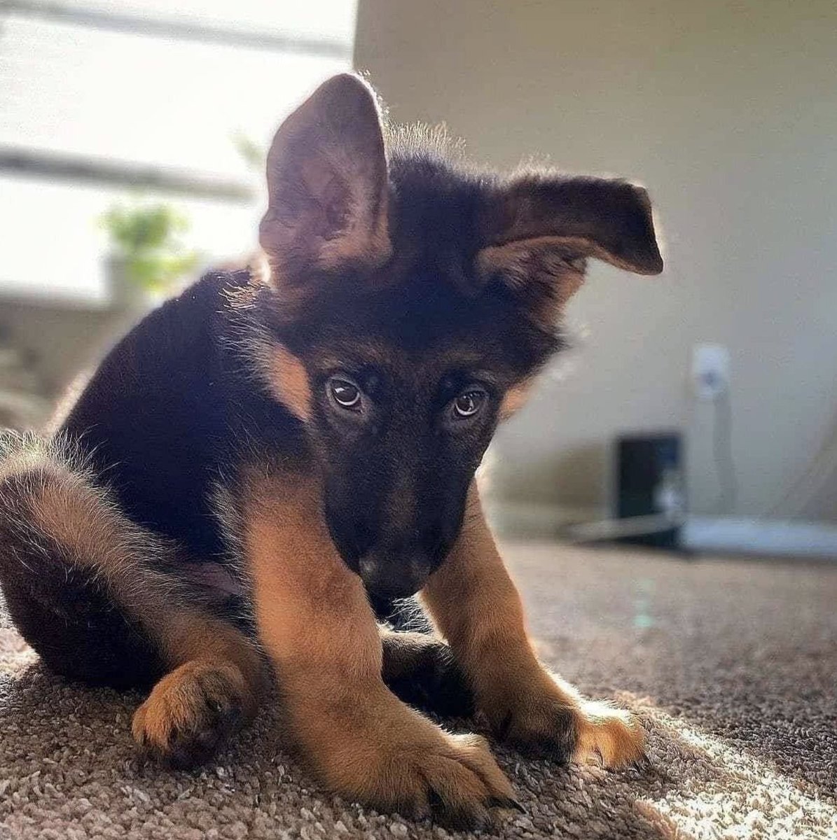 Lo más bonito que verás hoy