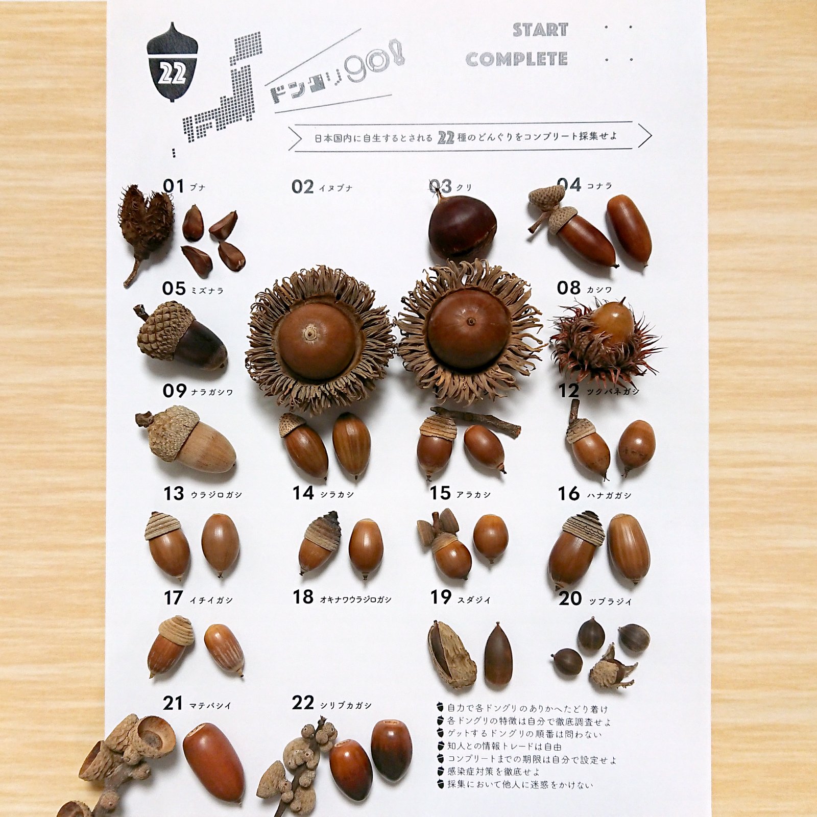 どんぐり図鑑🌰 / X どんぐり図鑑🌰 / X