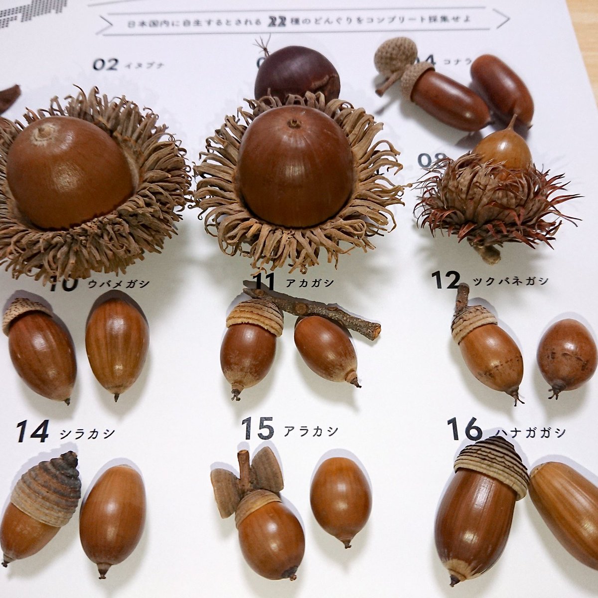 2021年はこれにて #どんぐり 納め🌰 今年は控えめと言いながらも結局