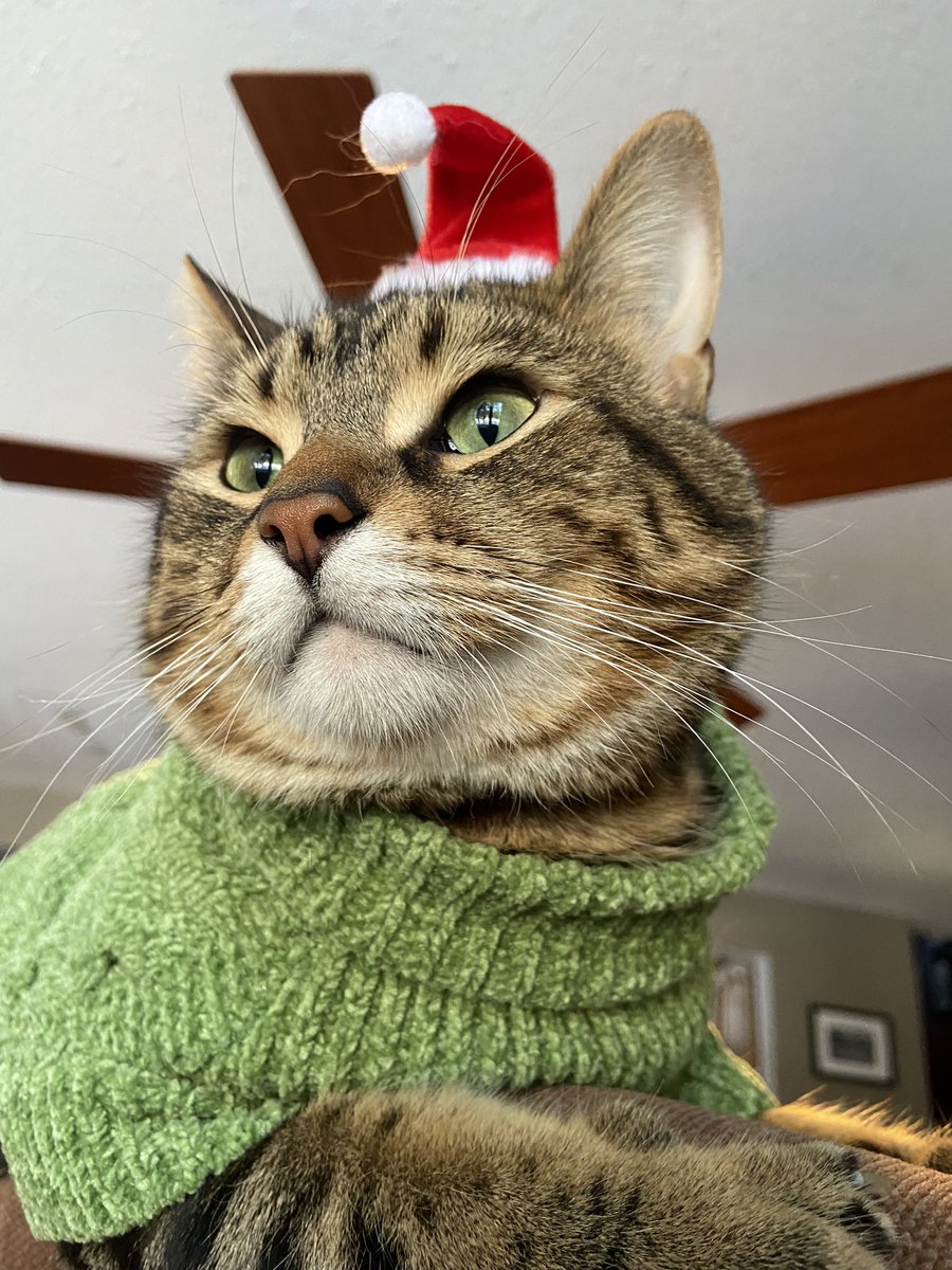 thekittytot's tweet photo. milos christmas photoshoot! https://t.co/qFxyyXn7el