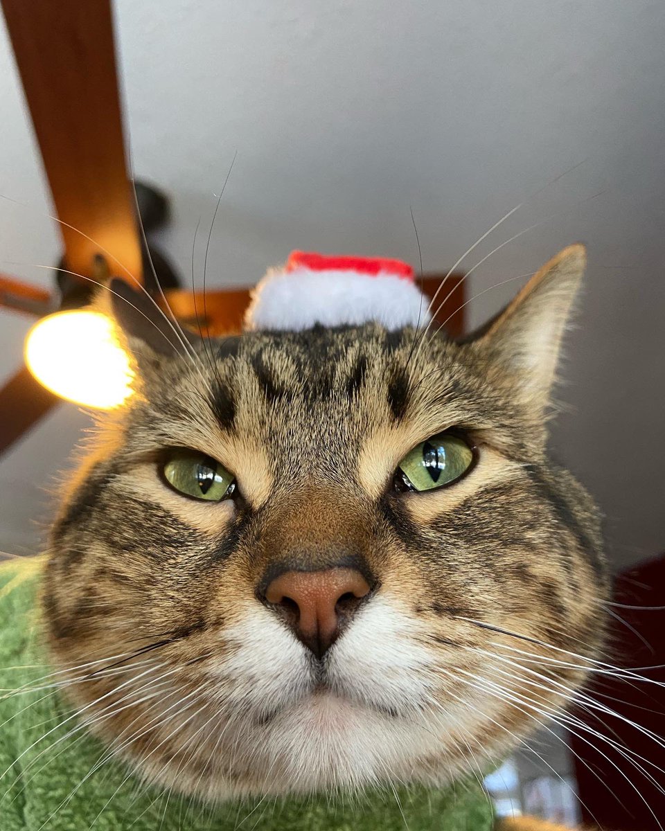 thekittytot's tweet photo. milos christmas photoshoot! https://t.co/qFxyyXn7el