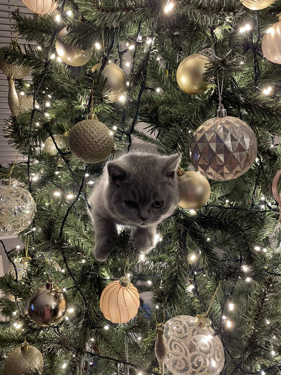 Bamboocha77's tweet photo. Had enough of this kitten climbing the Christmas tree 🐈🎄 https://t.co/nbL9LfTgEc