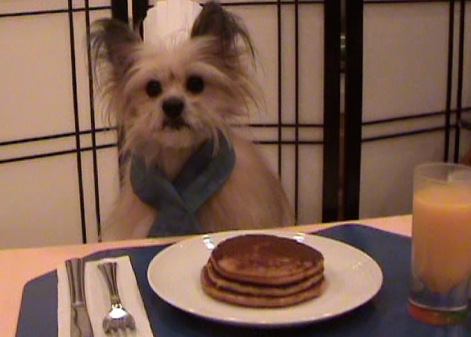 Studio_Chibi's tweet photo. Happy Monday! Yay! Breakfast the most important meal of the day! 😀 #cute #cutepuppy #cutedog #kawaii #chibi #studiochibi #YouTube #HappyMonday #Pancakes #puppy https://t.co/vjOjbvCmH1