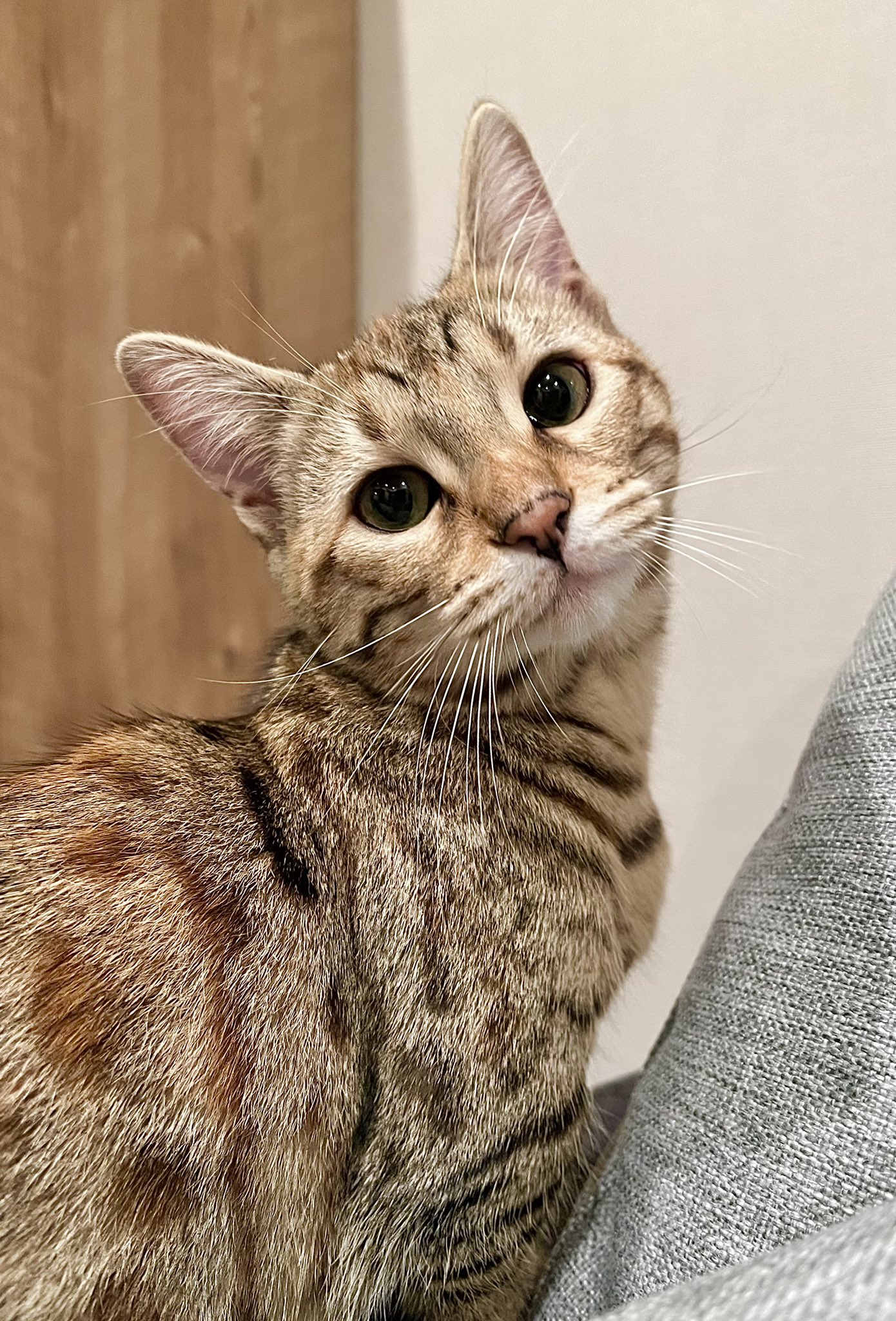 トキメキせぎもさん 今日で生後7ヶ月だ 成長が愛おしい 猫のいる幸せ 猫のいる暮らし Cat 猫好きな人と繋がりたい ジェネッタ 猫好きさんと繋がりたい Catsoftwitter T Co Mqv1q08idj Twitter トキメキせぎもさん 今日で生後7ヶ月だ 成長が愛おしい 猫のいる幸せ 猫のいる暮らし Cat 猫好きな人と繋がりたい ジェネッタ 猫好きさんと繋がりたい Catsoftwitter T Co Mqv1q08idj Twitter