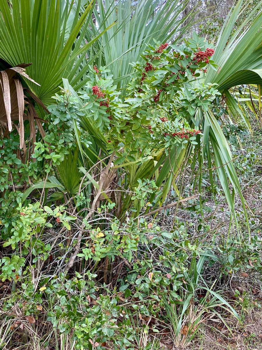 OviedoNature's tweet photo. The Brazilian #peppertree has seasonal color but it’s an #invasive species in #Florida. Learn methods of control @ https://t.co/pVhQtj1k2x. #OviedoNature https://t.co/uG0F4eKVSz