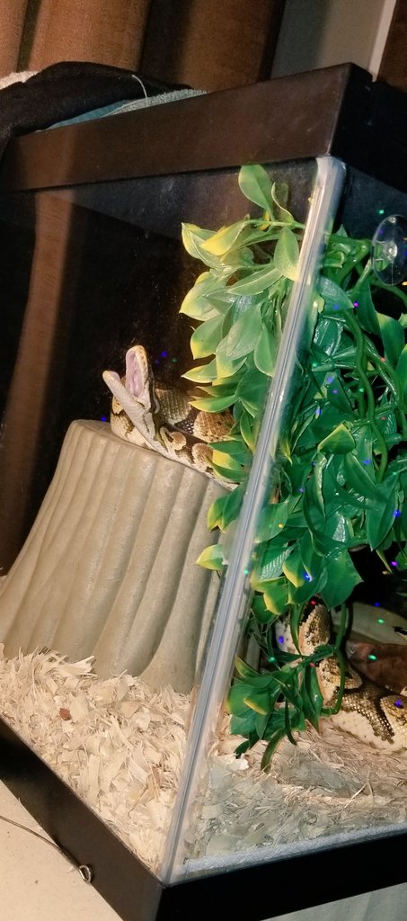 KiKi_loves_KiKi's tweet photo. About last night...
Someone was tired...
#Kara #KarKarTheDragon 
#RespectAllCreatures #BallPython #Snake #Noodles #ShesNotASnake #ShesAMake #BeKindToAnimals #EarthFirst https://t.co/20NzvuTIAz
